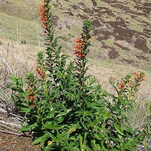 Lobelia laxiflora subsp. angustifolia Hardy or Mexican Lobelia 50 Seeds image 3