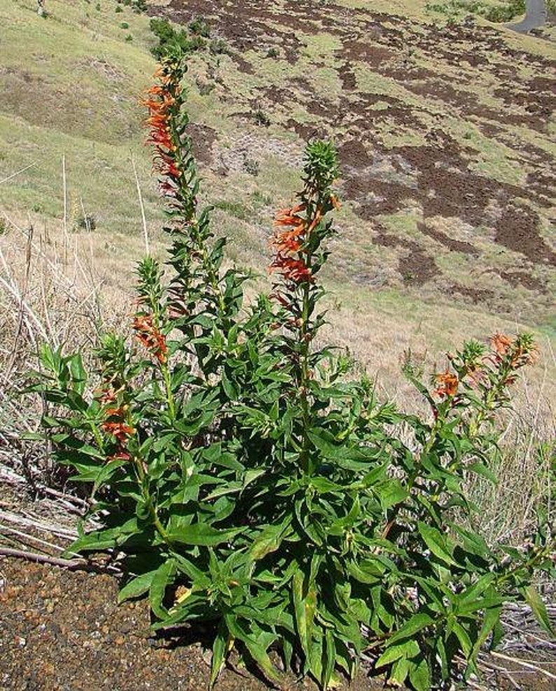 Lobelia laxiflora subsp. angustifolia Hardy or Mexican Lobelia 50 Seeds image 3