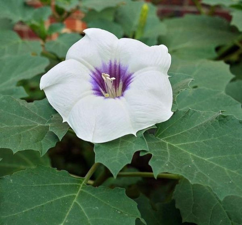 Datura discolor Moon Flower Desert Thorn-apple 30 Seeds image 1