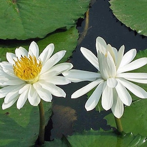 Nymphaea pubescens Willd | White Flower | Hairy Water Lily | 25 Seeds