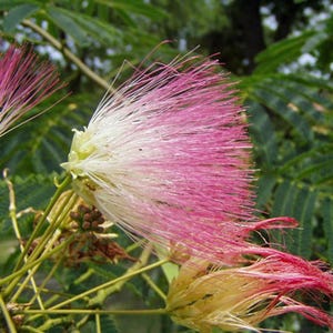 Albizia julibrissin | Mimosa Tree | Persian Silk Tree | 10 Seeds