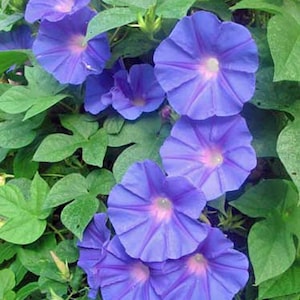 Ipomoea purpurea | Purple or Tall Morning Glory | 10 Seeds image 1