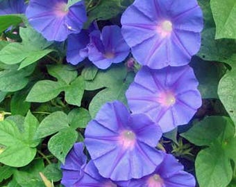 Ipomoea purpurea | Purple or Tall Morning Glory | 10 Seeds