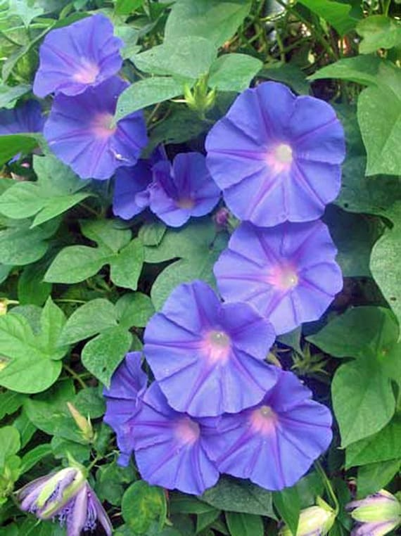 Ipomoea purpurea | Purple or Tall Morning Glory | 10 Seeds