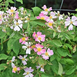 Rosa setigera | Climbing Wild Rose | 50 Seeds