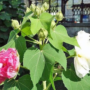 Hibiscus mutabilis | Double Cotton Rose | 25 Seeds