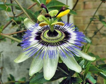 Passiflora caerulea | Jesus Flower | Hardy Passion Flower | Blue Crown | 25 Seeds