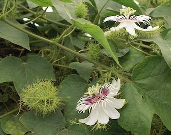 Passiflora foetida | Running Pop | Stinking Passion Flower | 20 Seeds