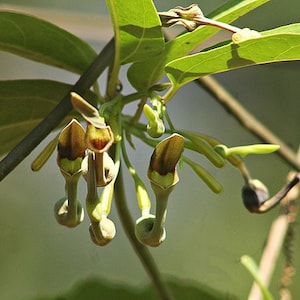 Aristolochia indica | Indian Birthwort | Duck Flower | 20 Seeds