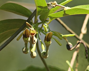 Aristolochia indica | Indian Birthwort | Duck Flower | 20 Seeds