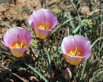 Calochortus nuttallii (Pink) | Nuttalls Mariposa | Sego Lily | 10 Seeds