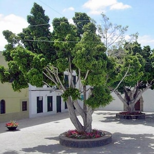Ficus benjamina | Weeping or Benjamin Fig | Chinese Banyan | 500 Seeds