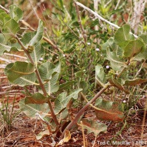 Asclepias arenaria l Western Sand Milkweed l 10 Seeds image 5