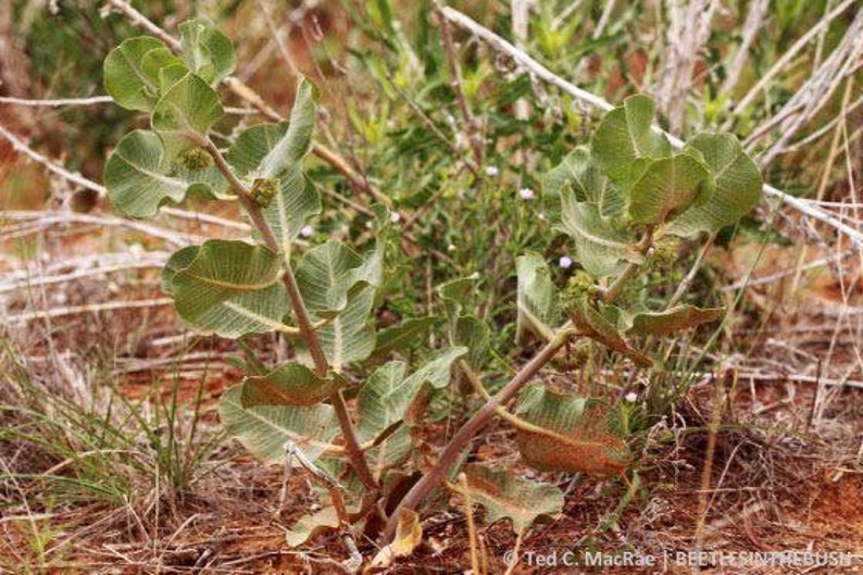 Asclepias arenaria l Western Sand Milkweed l 10 Seeds image 5