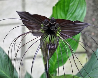 Tacca chantrieri | Black Bat Flower | Cats Whiskers | 50 Seeds