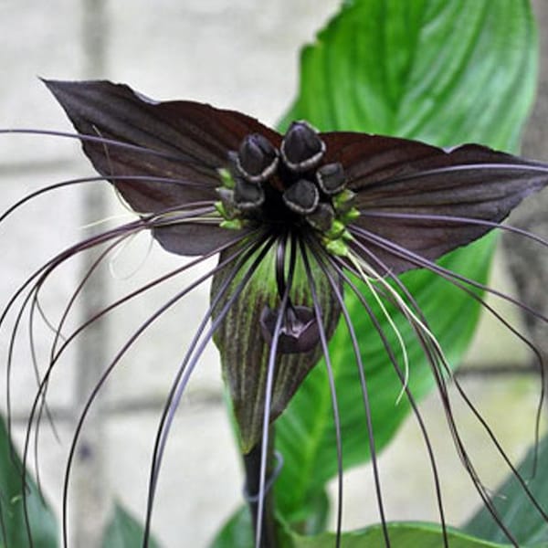 Tacca chantrieri / Flor de murciélago negro / Bigotes de gato / 50 semillas