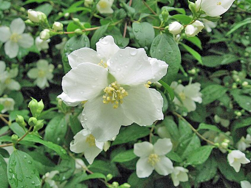 Philadelphus Lewisii | Lewis's Mock Orange | 50 Seeds - Etsy
