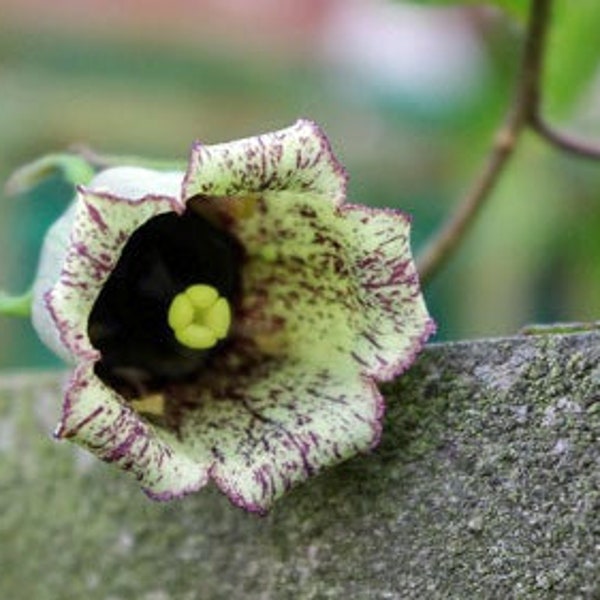 Codonopsis viridis | Bonnet Bellflower | 10 Seeds