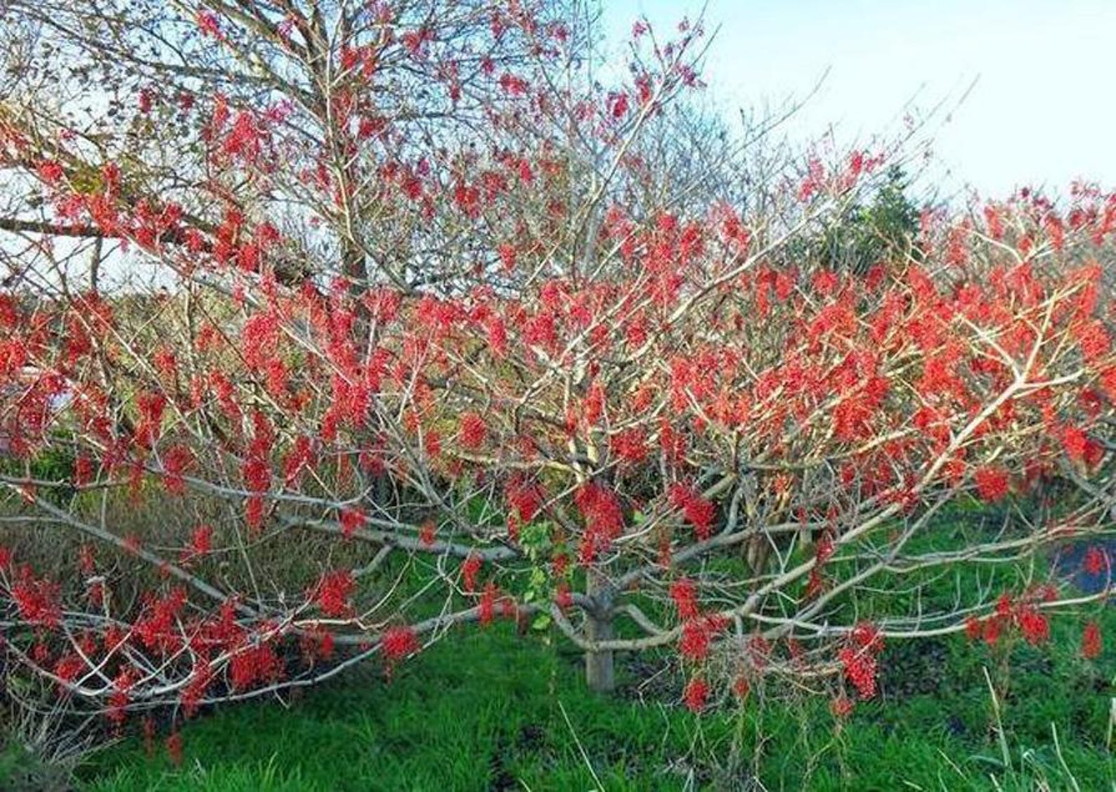 Idesia Polycarpa | Igiri Tree | Wonder Tree | 20 Seeds - Etsy