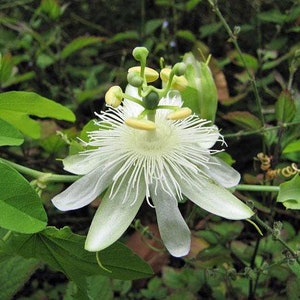 Passiflora subpeltata White Passionflower 5 Seeds image 6