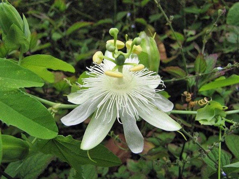 Passiflora subpeltata White Passionflower 5 Seeds image 6