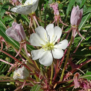 Oenothera caespitosa Fragrant, Tufted or White Evening-Primrose 10 Seeds image 1