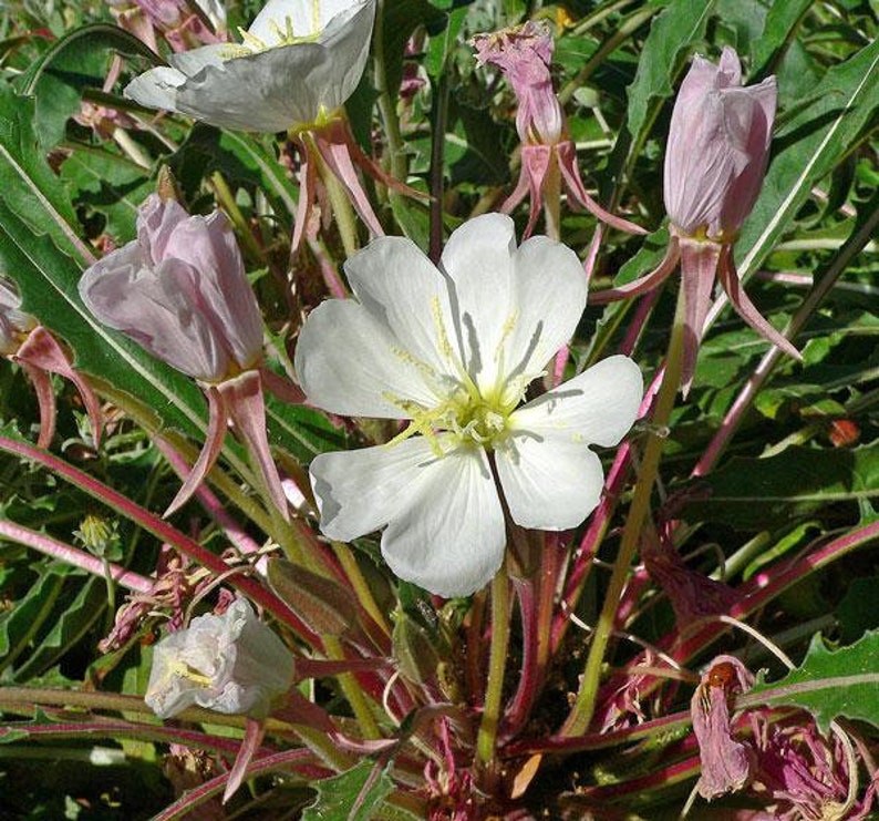 Oenothera caespitosa Fragrant, Tufted or White Evening-Primrose 10 Seeds image 1