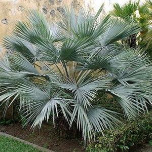 Brahea armata Blue Hesper Palm Gray Goddess 10 Seeds image 2