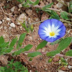 Convolvulus tricolor Dwarf Morning Glory Blue Ensign 25 Seeds image 3