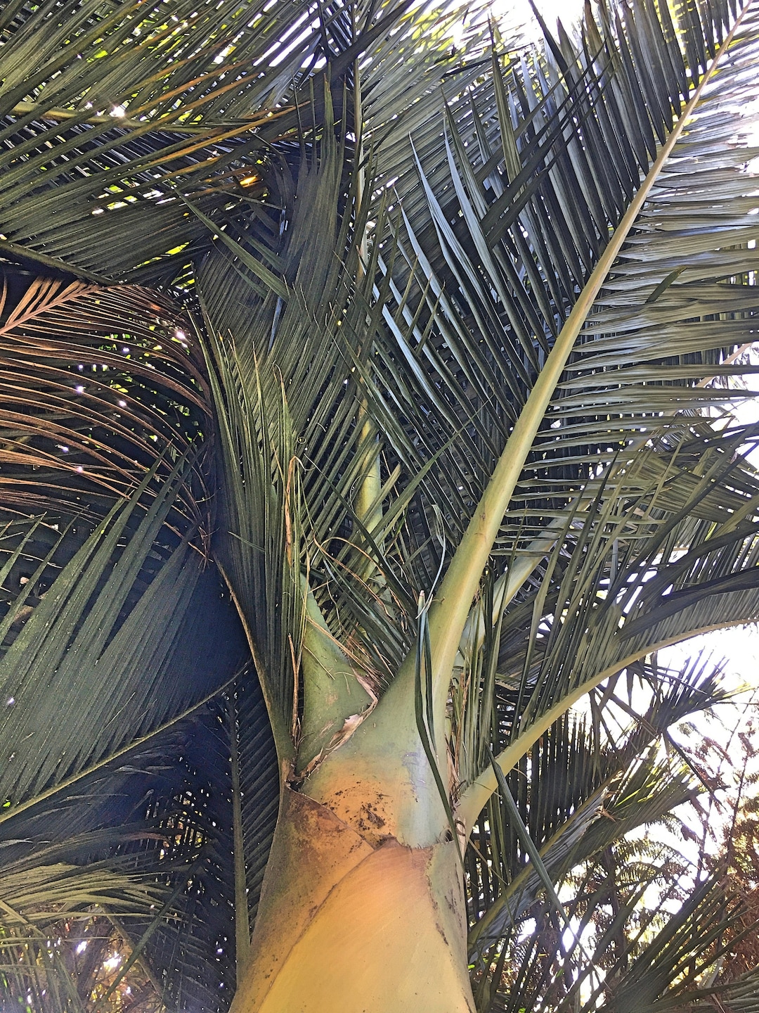 Rhopalostylis Sapida | Nikau Palm | Shaving Brush Palm | 10