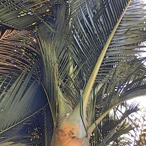 Rhopalostylis sapida | Nikau Palm | Shaving Brush Palm | 10 Seeds