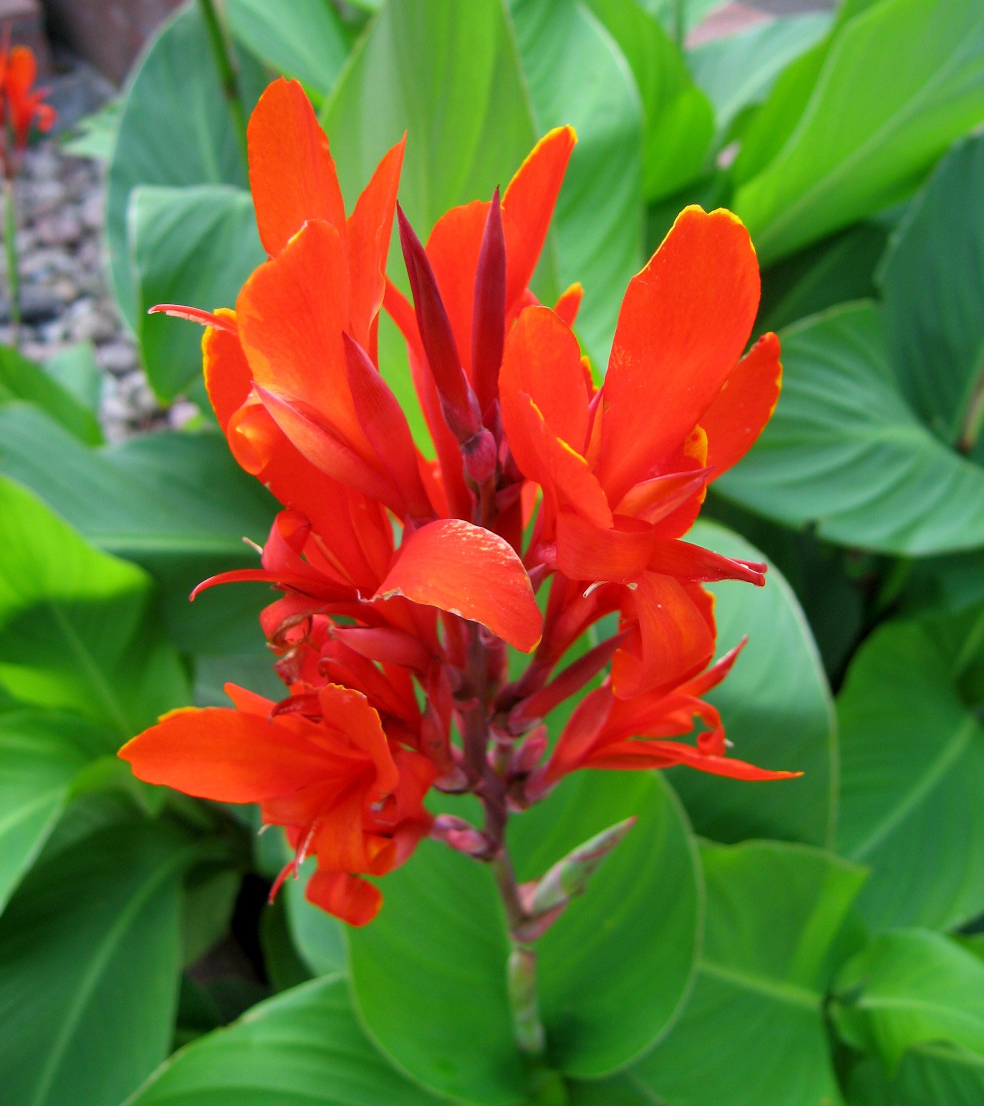 Canna Indica | Red Canna Lily | Indian Shot | Edible Canna | 10