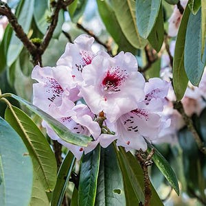 Rhododendron floribundum | 50 Seeds