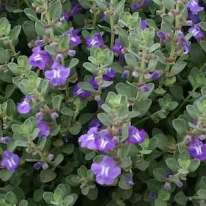 Scutellaria resinosa | Prairie Skullcap | 20  Seeds