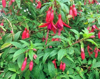 Fuchsia magellanica | Hummingbird Fuchsia | Hardy Fuchsia | 10 Seeds