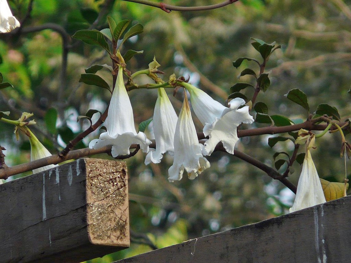 Beaumontia Grandiflora Heralds Trumpet Easter Lily Vine Etsy