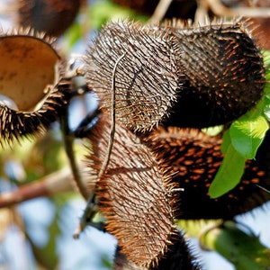 Caesalpinia bonduc Gray Nicker 5 Seeds image 3