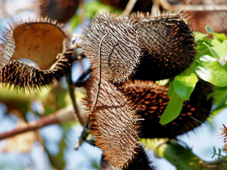 Caesalpinia bonduc Gray Nicker 5 Seeds image 3