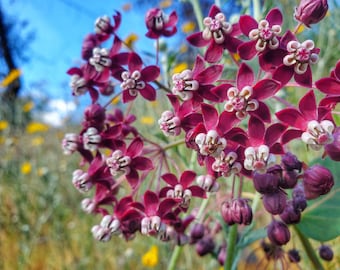 Asclepias cordifolia | Heartleaf Milkweed | 5 Seeds