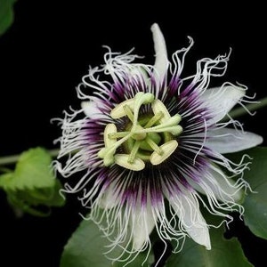 Passiflora edulis var. flavicarpa | Passion Vine | 40 Seeds