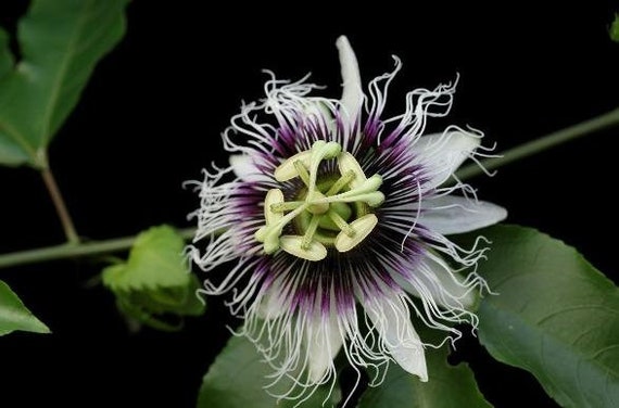Graines De Maracujá (Passiflora Edulis Var. Flavicarpa) - Paquet De 10 Graines