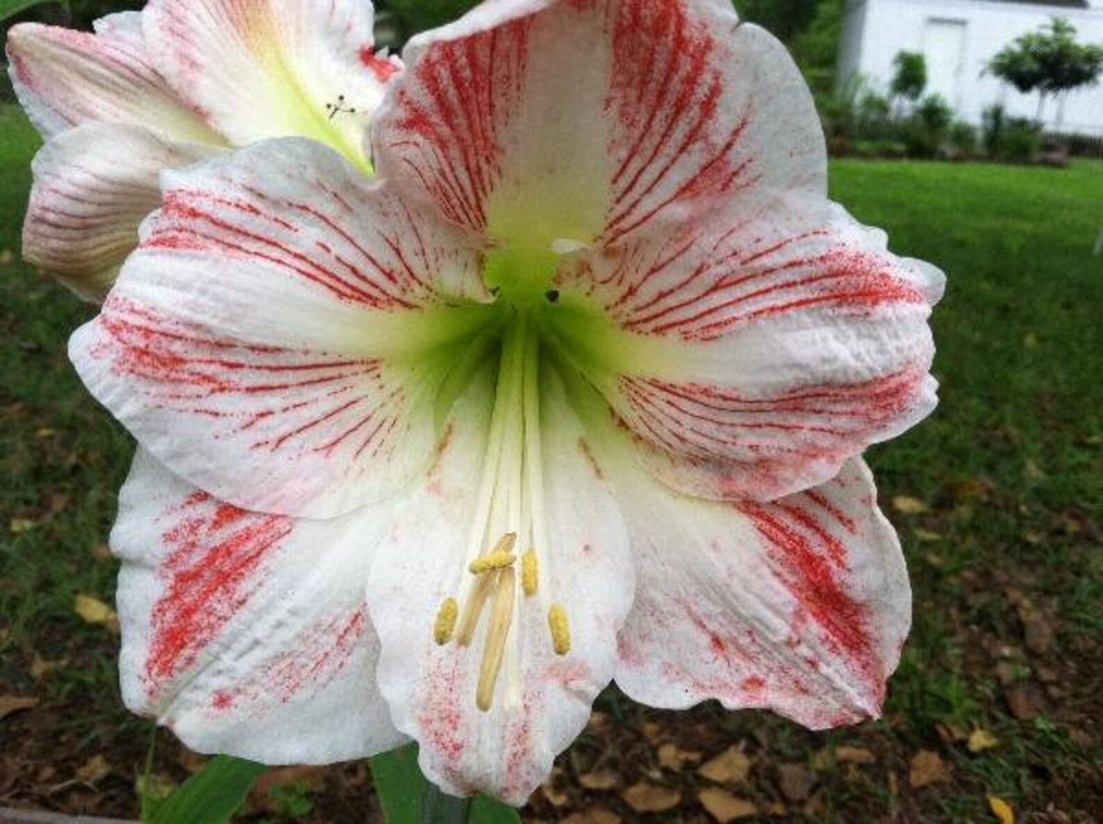 Hippeastrum Amaryllis Apple Blossom 5 Seeds | Etsy