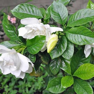 Gardenia jasminoides | Cape Jasmine |  Gandharaj | 100 Seeds