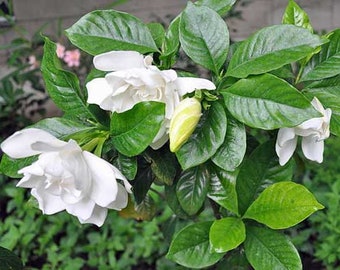 Gardenia jasminoides | Cape Jasmine |  Gandharaj | 100 Seeds