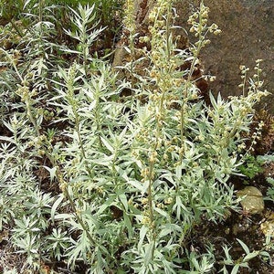 Artemisia douglasiana California Mugwort 50 Seeds image 3