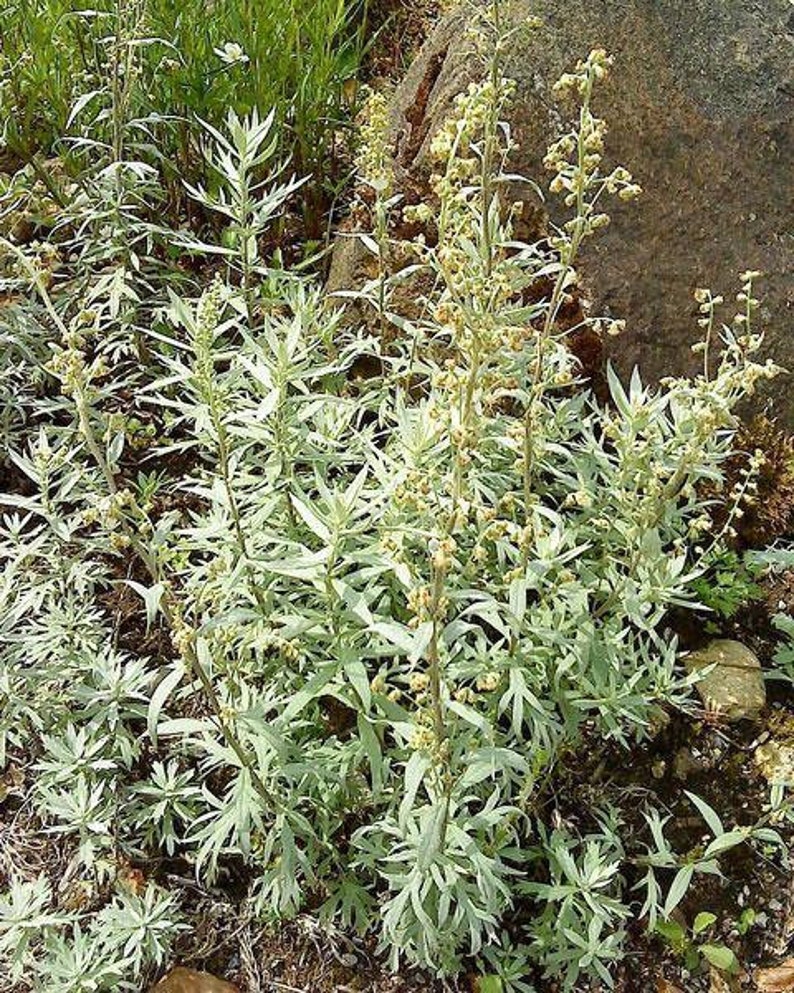 Artemisia douglasiana California Mugwort 50 Seeds image 3