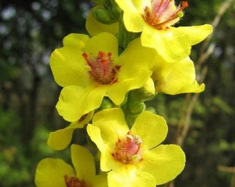 Verbascum nigrum | Dark or Black Mullein | 20 Seeds