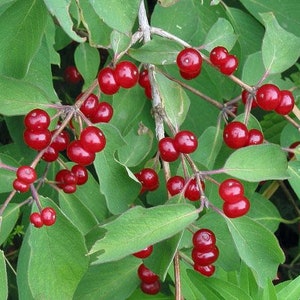 Lonicera xylosteum Dwarf or Fly Honeysuckle 25 Seeds image 4