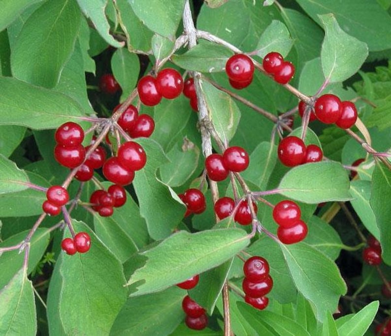 Lonicera xylosteum Dwarf or Fly Honeysuckle 25 Seeds image 4