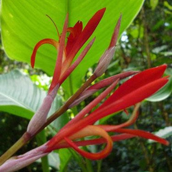 Canna tuerckheimii | Giant Canna Lily | 5 Seeds